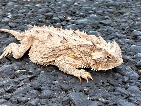  Horned Lizard: On Maailman Paras Puolustautumismekanismi?