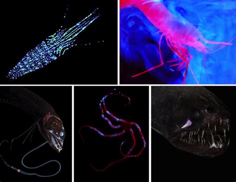  Isis Worm: This Deep-Sea Dweller Uses Bioluminescence to Attract Prey and Escape Predators!