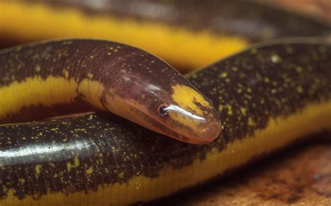 Caecilian – Kylmäverinen ja Kaivaja: Tutustu Maanalaiseen Liskotilaiselle!