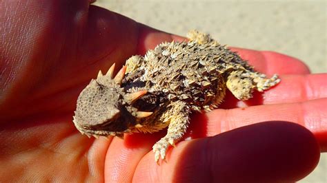  Horned Lizard: On Maailman Paras Puolustautumismekanismi?