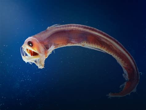  Isis Worm: This Deep-Sea Dweller Uses Bioluminescence to Attract Prey and Escape Predators!