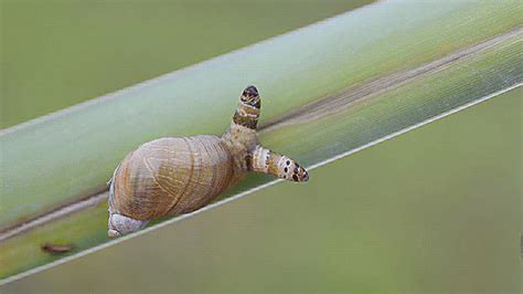  Itermites - Parasitic Worms That Sneak into Snails' Bodies!