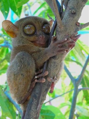  Tarsier – Pienikokoinen yöpeto, joka kiipeilee puista ja on tunnettu suurista silmistään!