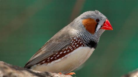 Zeebra Finch! Kiertelevät lentotaidot ja kirkkaan värikkäät sulat tekevät tästä pienestä lintulajista ihastuttavan seuran.