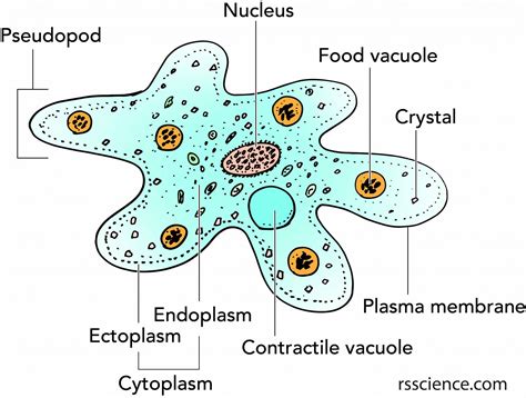  Amoeba Proteus - Kuinka Onnistuu Yksi Solu Elostamaan Täysin Itsenäisesti?