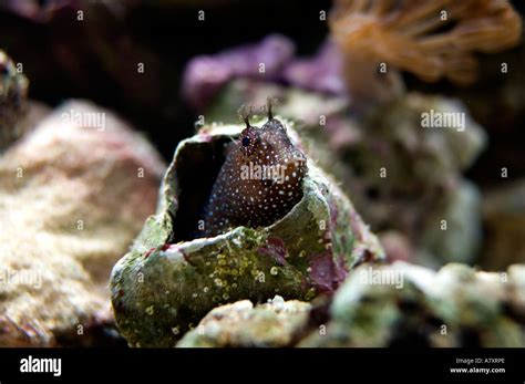  Barnacles – A Shell-Shocked Surprise Hiding In Plain Sight!