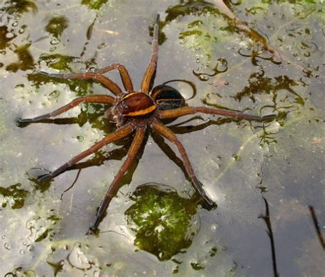  Dolomedes – Ei vain verkossa pyörivä toukka, vaan myös taitava vedenalla kulkija!