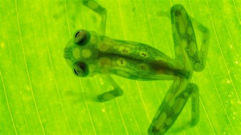  Glass Frog! A Tiny Amphibian That Makes Being Transparent Look Easy