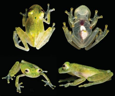  Glass Frog:  Have You Ever Seen an Amphibian So Transparent That Its Heart Beats Like a Tiny Drum?