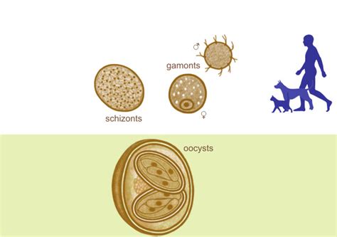  Isospora -  Parasitizing Hosts With Exquisite Precision, Leaving Them Bewildered And Weak!