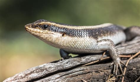  Lacertidae! Kylmänverinen auringonpalvoja, joka kulkee neljällä jalalla ja vaihtelee väriä ympäristön mukaan!