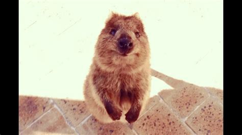 Quokka - A Misunderstood Arachnid That Loves Sunbathing Like a Tiny Furry Gecko!