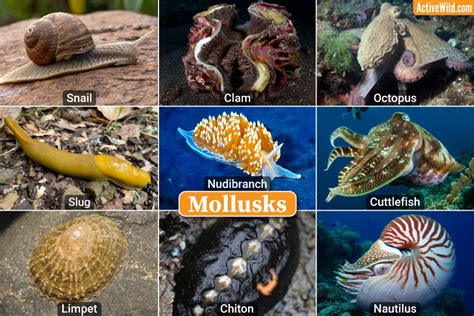  Siilinsimpukka: A Curious Mollusc That Burgeons Underneath the Waves and Thrives on Tiny Morsels!