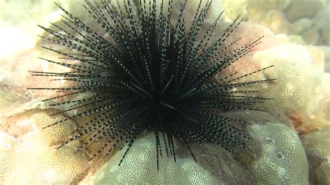  Upwelling Urchin! Learn about This Enigmatic Creature that Combines Spiky Defenses with Colorful Displays