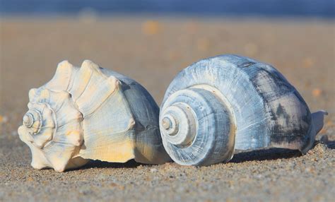  Whelk! A Snail That Makes You Go 'Whewwww'!