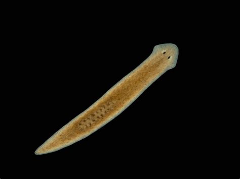  Xiphidioplana! This Tiny Flatworm Lives An Aquatic Life Full Of Adventure