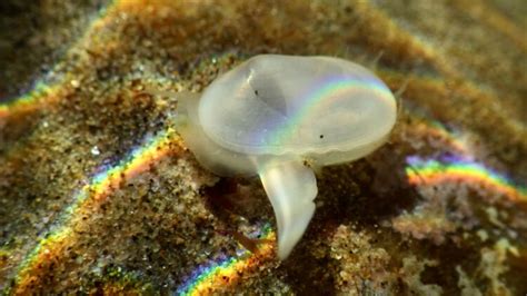  Zabeo: A Tiny Clam Hiding Secrets Beneath the Waves!